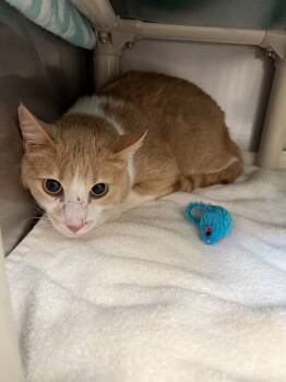 Jolteon -  Domestic Short Hair Cat for Adoption in Gillette, Wyoming - Jolteon | PetCurious
