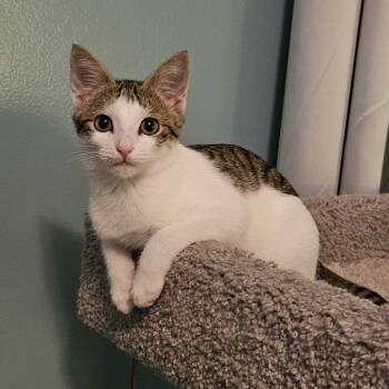 Rescue Domestic Short Hair Cats for Adoption in Tallahassee, Florida - Millicent (Millie) | PetCurious