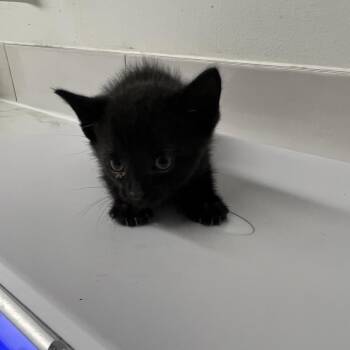 Emberon -  Domestic Short Hair Cat for Adoption in St. Louis, Missouri - Emberon | PetCurious