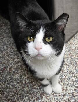 Hercules -  Domestic Short Hair Cat for Adoption in Westland, Michigan - Hercules | PetCurious