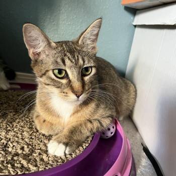 Rescue Domestic Short Hair Cats for Adoption in Portland, Oregon - Shelby | PetCurious