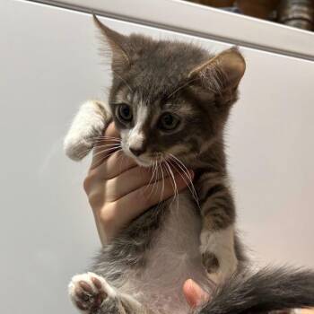 Domestic Short Hair Cats Available for Adoption in Sunnyvale, California - Sploosh (Orange) | PetCurious