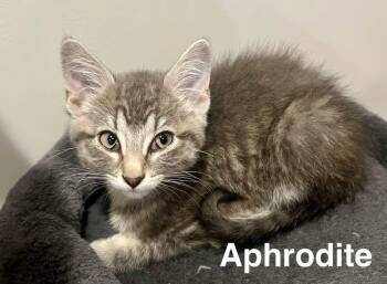 Domestic Short Hair Cats Available for Adoption - Aphrodite | PetCurious
