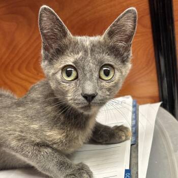 Meg -  Domestic Short Hair Cat for Adoption in Sonora, California - Meg | PetCurious