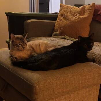 Rescue Domestic Short Hair Cats for Adoption in Lemont, Illinois - Polly & Snow | PetCurious