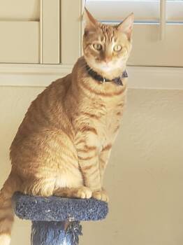 Rescue Domestic Short Hair Cats for Adoption in Sonora, California - Lily | PetCurious