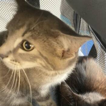 Henry -  Domestic Short Hair Cat for Adoption in Long Beach, California - Henry | PetCurious