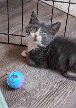 Clove -  Domestic Short Hair Cat for Adoption in North Babylon, New York - Clove | PetCurious