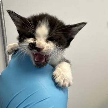 Irridesa -  Domestic Short Hair Cat for Adoption in West Palm Beach, Florida - Irridesa | PetCurious