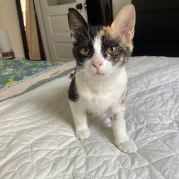 Agnes -  Domestic Short Hair Cat for Adoption in Philadelphia, Pennsylvania - Agnes | PetCurious