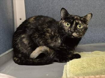 FAJITA -  Domestic Short Hair Cat for Adoption in Loveland, Colorado - FAJITA | PetCurious