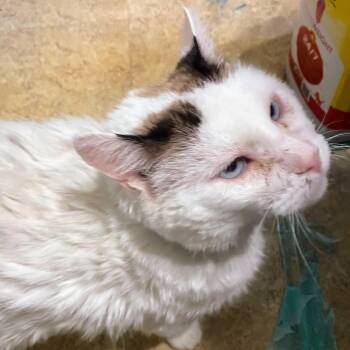 DC -  Siamese and American Shorthair Cat for Adoption in Creve Coeur, Missouri - DC | PetCurious