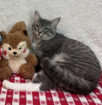 261187  Elton & John -  Domestic Short Hair Cat for Adoption in Wetumpka, Alabama - 261187  Elton & John | PetCurious