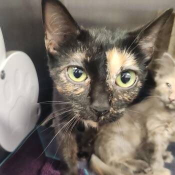 Labi -  Domestic Short Hair Cat for Adoption in Fort Wayne, Indiana - Labi | PetCurious