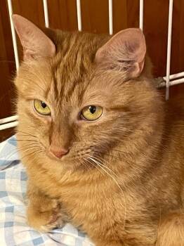 Kristina -  Domestic Medium Hair Cat Available for Adoption in Westfield, New York - Kristina | PetCurious