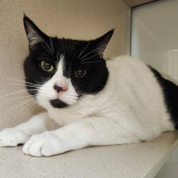 Lovie -  Domestic Short Hair Cat for Adoption in Ballston Spa, New York - Lovie | PetCurious