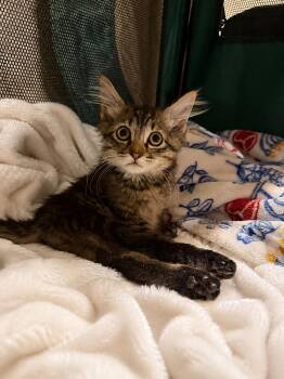 Poppy -  Domestic Long Hair Cat for Adoption in Copley, Ohio - Poppy | PetCurious