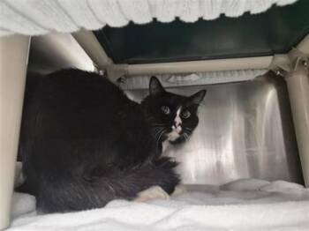 Chuck -  Domestic Short Hair Cat for Adoption in Montreal, Quebec - Chuck | PetCurious