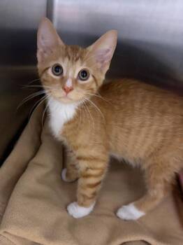 Gary -  Domestic Short Hair Cat for Adoption in Orland Hills, Illinois - Gary | PetCurious