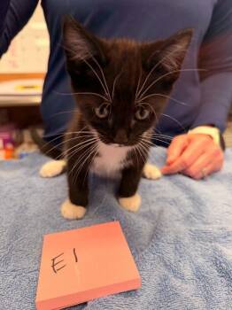 Guillermo -  Domestic Short Hair Cat for Adoption in Vancouver, Washington - Guillermo | PetCurious