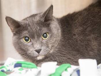 LILAC -  Domestic Short Hair Cat for Adoption in Phoenix, Arizona - LILAC | PetCurious