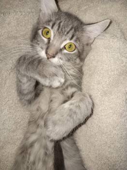 Sprout -  Domestic Short Hair Cat for Adoption in Pensacola, Florida - Sprout | PetCurious