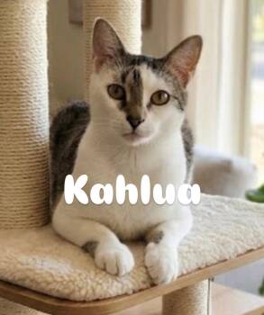 Kahlua -  Domestic Short Hair Cat for Adoption in Chandler, Arizona - Kahlua | PetCurious