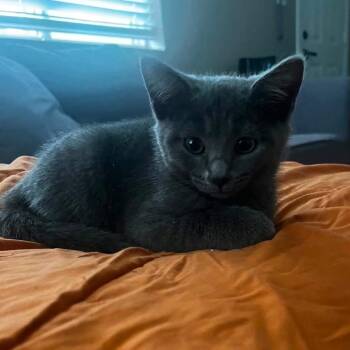 Domestic Short Hair Cats Available for Adoption in Fredericksburg, Virginia - Endless Spring | PetCurious