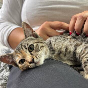 Rescue Domestic Short Hair Cats for Adoption in Richmond, California - BLOSSOM | PetCurious