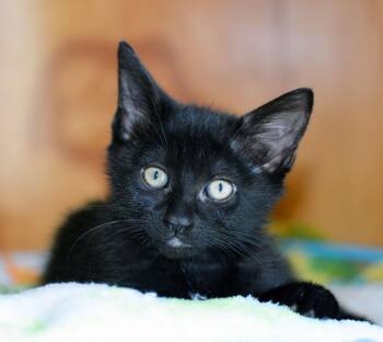 DAKOTA -  Domestic Short Hair Cat for Adoption in San Clemente, California - DAKOTA | PetCurious