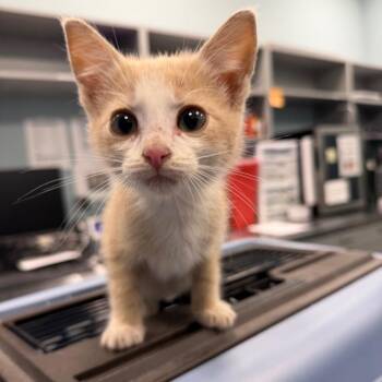 Domestic Short Hair Cats Available for Adoption in Greensboro, North Carolina - Quokka | PetCurious