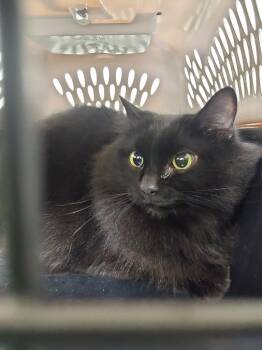 Rescue Domestic Long Hair Cats for Adoption in Winder, Georgia - 2025-11-006 "Raven | PetCurious