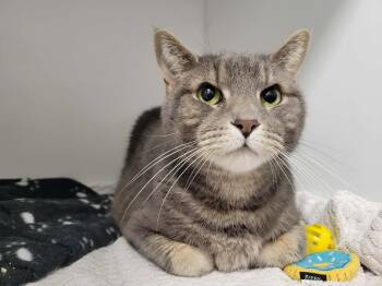 Domestic Short Hair Cats Available for Adoption - Kiki | PetCurious