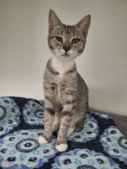 Rescue Domestic Short Hair Cats for Adoption in Rochester, New Hampshire - Lulu | PetCurious