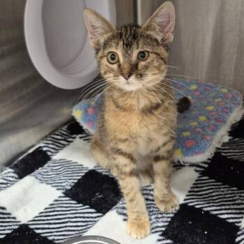 Highway -  Domestic Short Hair Cat for Adoption in Kingman, Kansas - Highway | PetCurious