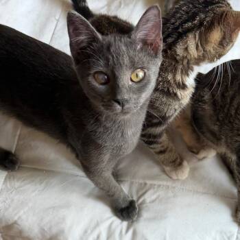 Asha -  Russian Blue Cat for Adoption in Mount Vernon, Arkansas - Asha | PetCurious