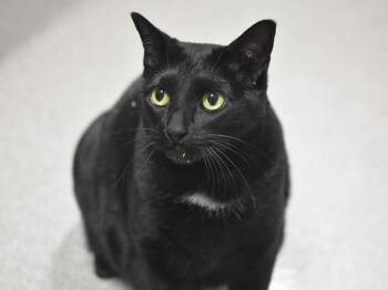 Nala -  Domestic Short Hair Cat for Adoption in Portland, Oregon - Nala | PetCurious