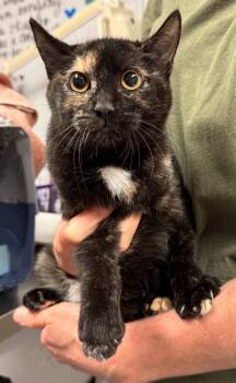 Rescue Domestic Short Hair Cats for Adoption in Trenton, New Jersey - Miss Piggy | PetCurious