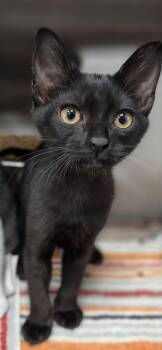 Domestic Medium Hair and Domestic Short Hair Cats Available for Adoption in Honolulu, Hawaii - Ebony | PetCurious