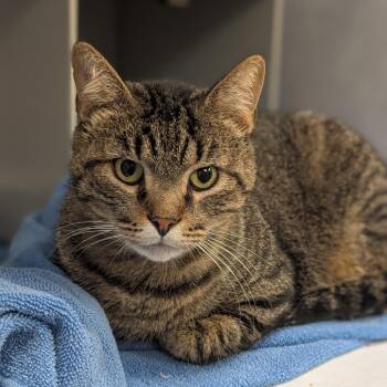 Burnet -  Domestic Short Hair Cat for Adoption in Buchanan Dam, Texas - Burnet | PetCurious