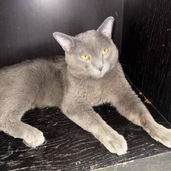 Grey Blankie -  Domestic Short Hair Cat for Adoption in New York, New York - Grey Blankie | PetCurious