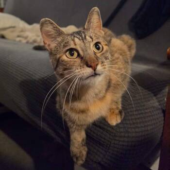 Stella -  Domestic Short Hair Cat for Adoption in Lone Rock, Wisconsin - Stella | PetCurious