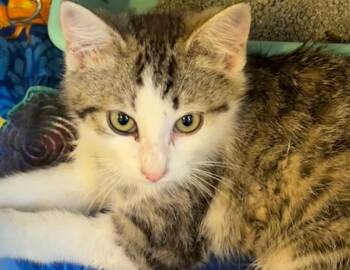 Rescue Domestic Short Hair Cats for Adoption in Elizabethton, Tennessee - SUSHI | PetCurious