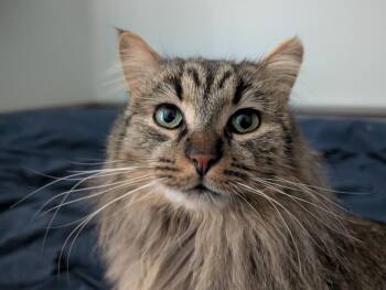 Domestic Long Hair and Maine Coon Cats Available for Adoption - Angus | PetCurious