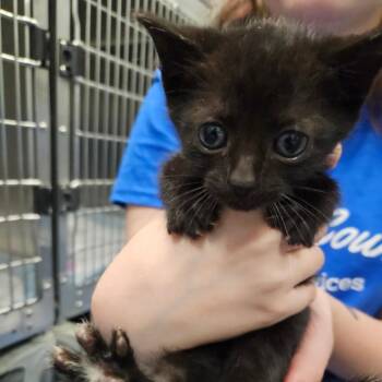 Metal -  Domestic Short Hair Cat for Adoption in Greensboro, North Carolina - Metal | PetCurious