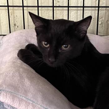 Domestic Short Hair Cats Available for Adoption - Cannonball | PetCurious