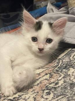 Tinky Winky -  Domestic Short Hair Cat for Adoption - Tinky Winky | PetCurious