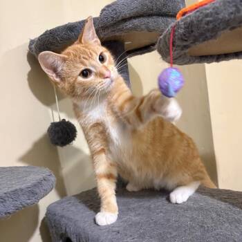 Icarus -  Domestic Short Hair Cat for Adoption in Fairport, New York - Icarus | PetCurious
