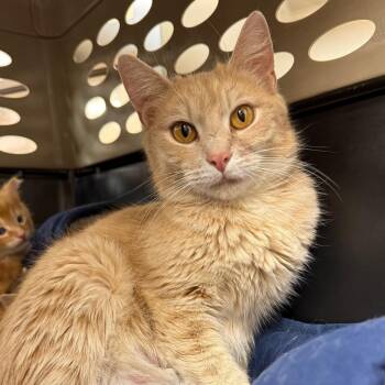 Domestic Short Hair Cats Available for Adoption in Birmingham, Alabama - Washi | PetCurious