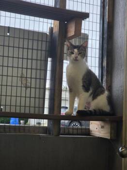 Domestic Short Hair Cats Available for Adoption in Athens, Alabama - DENVER | PetCurious